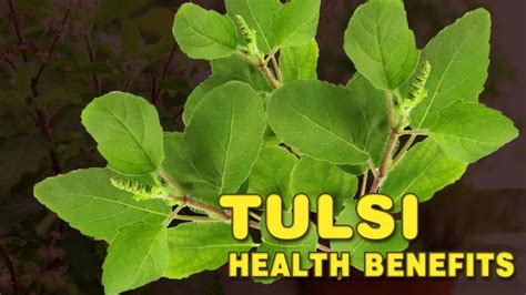 Health Benefits Of Tulsi Holi Basil Benefits Spiritual Videos Youtube