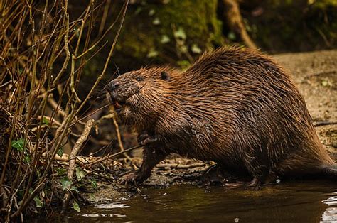 First Baby Beaver To Be Born On Exmoor In 400 Years Is Named After