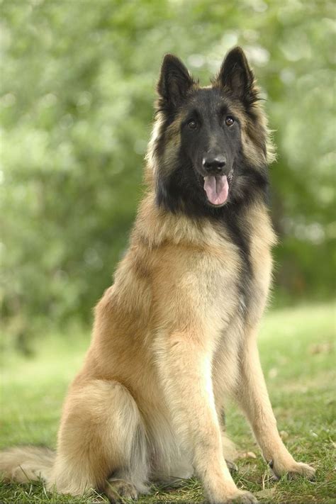 45 Best Large Dog Breeds For People Who Have A Lot Of Love To Give In