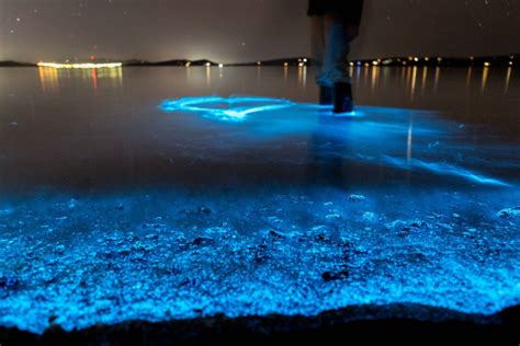 Bioluminescent Plankton Holimood Travel Blog
