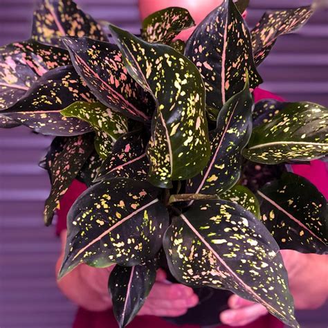 Richgro Garden Products 🇦🇺 On Instagram Aglaonema Pink Dalmatian