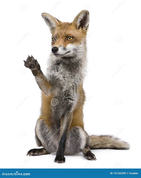 Red Fox 1 Year Old Sitting With Paw Raised Stock Photo Image Of