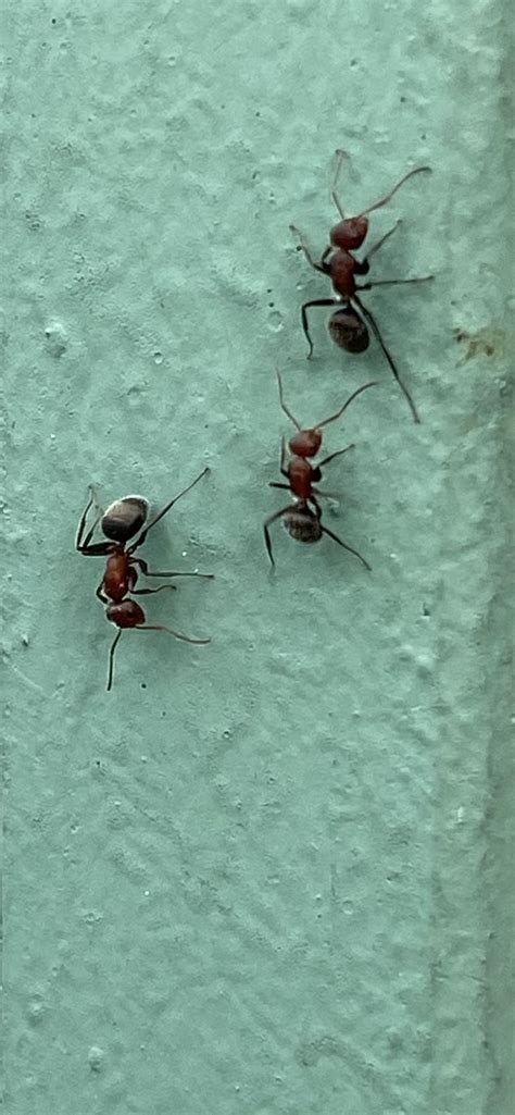 Are These Carpenter Ants Gulf Coast Of Central Florida Us