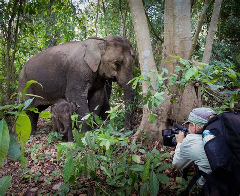 The day highlights the need for protection and preservation of the animal. World Elephant Day