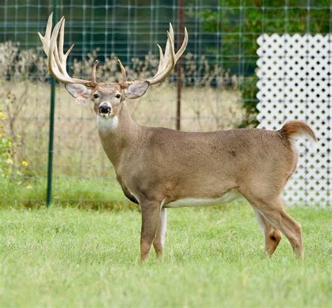 M3 Whitetails First Ever Black Friday Special Deer Breeder In