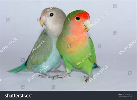 Peachfaced Lovebirds Stock Photo 282804779 Shutterstock