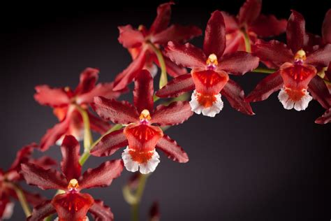 30 Popular Types Of Orchids Blessing From Mother Nature Constant