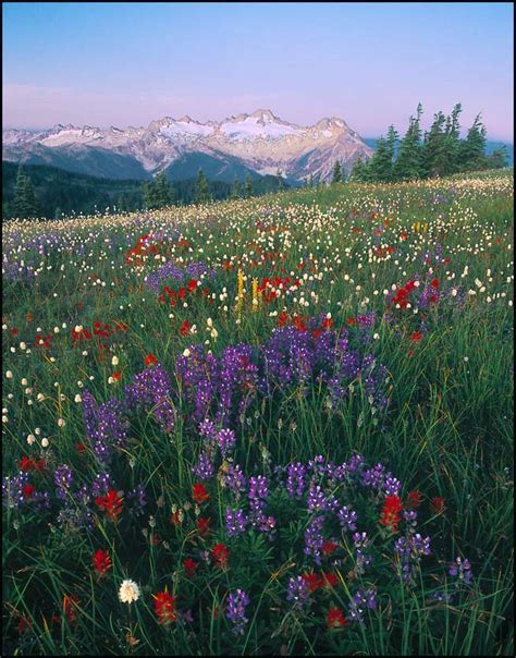 Mountain Wildflowers Lee Mann Photography
