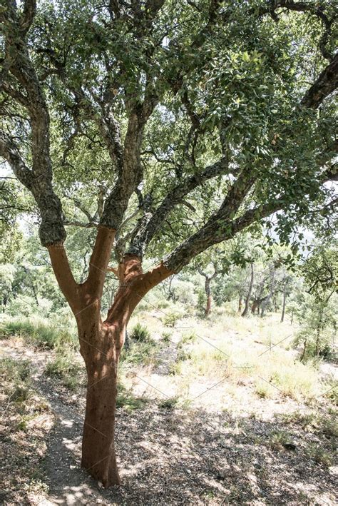 Cork Tree Forest Stock Photo Containing Cork And Tree High Quality