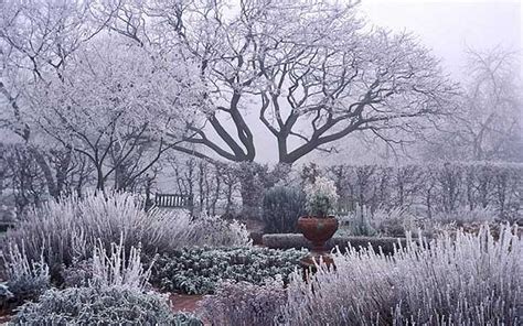 Сад Зимой Фото Telegraph