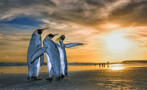 Pin By Mimmi Penguin 2 On Sunrise Sunset Wildlife Wildlife Photography King Penguin
