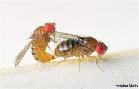 Attractive Female Flies Harmed By Male Sexual Attention Uq News The University Of Queensland