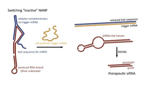 Dynamic Nanps Exemplified By Two Stranded Rna Switch The Presence Of