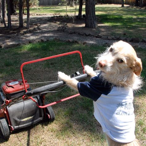 A Dog Pulling A Lawn Mower In The Grass