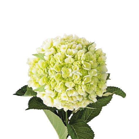 Hydrangeas 40 Stems Of Mini Green Fresh Cut Flowers By Bloomingmore