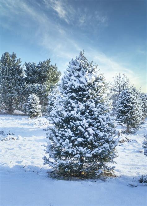 Snow Covered Christmas Tree Farm Stock Image Image Of Balsam Outdoor