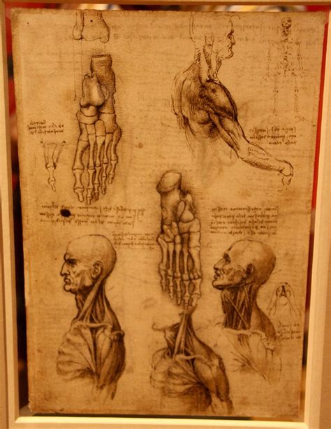 Leonardo Da Vinci Anatomist 6 The Queens Gallery Bucki Flickr