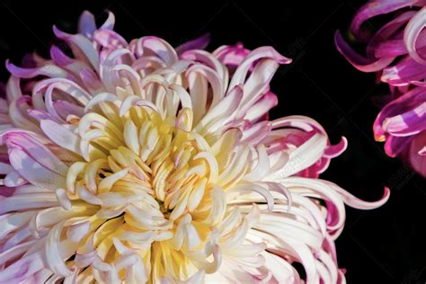 The Autumn Chrysanthemum Show In Daming Lake Picture And Hd Photos