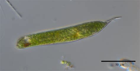 Euglena Oxyuris Schmarda Nordic Microalgae