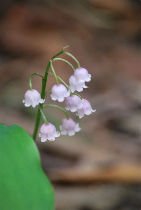 This guide shows how to get lily of the valley flowers in animal crossing: Lily of the Valley (Convollaria Majorillis) Pink form