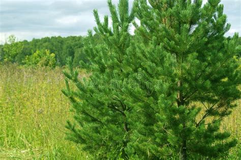 Two Beautiful Green Pines Grow In A Meadow Among Tall Grass Stock Photo