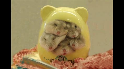 The Cutest Baby Hamsters Video Compilation Youtube
