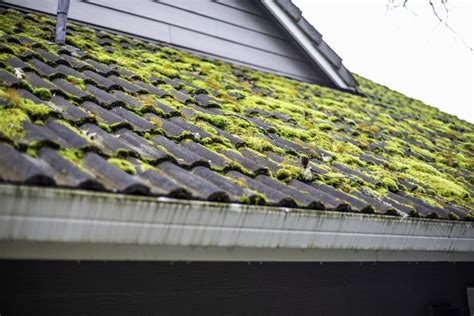 How To Remove Moss From The Roof Roof Shingles Asphalt Roof