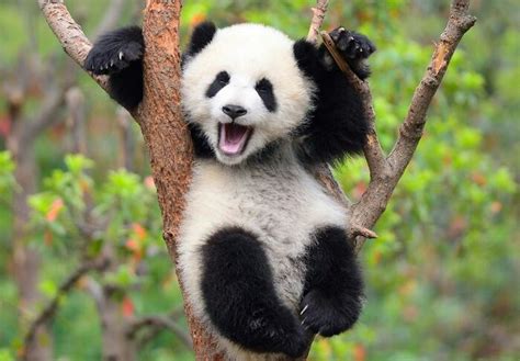 Pin By Vicky Aggelopoulou On Wild Animals Baby Panda Bears Panda Day