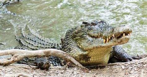 See Dominator The Largest Crocodile In The World And As Big As A