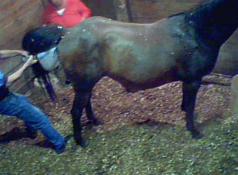 Pregnant Horses Giving Birth