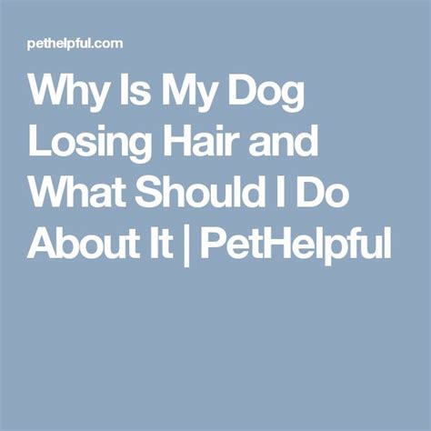 Why Is My Dog Losing Hair And What Should I Do About It Dog Losing