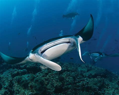 Online Crop Hd Wallpaper Manta Ray Underwater Animal Wildlife Sea