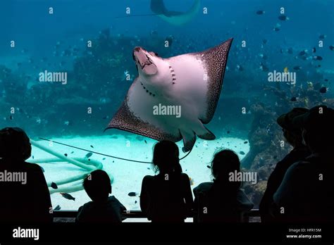 Sea World Aquarium Gold Coast Australia Stock Photo Alamy