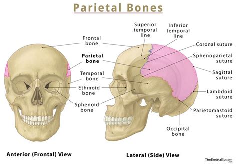 Parietal Bone Location Functions Anatomy Diagram