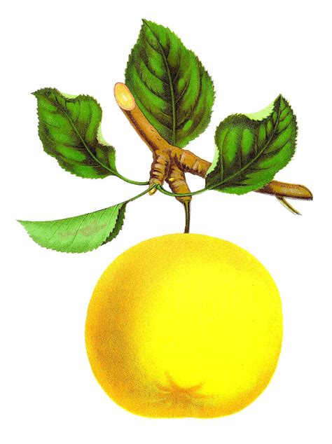 Antique Images Stock Apple Vintage Botanical Artwork Illustration