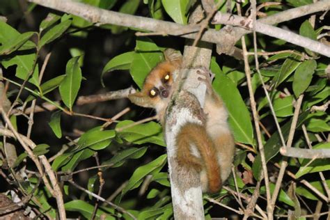 Worlds Smallest Primate Is Fading Into Extinction Scientists Fear