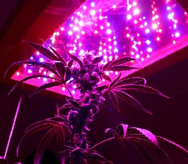 When grown for enough time, this marijuana can bloom even in an environment without light, regardless of originally answered: Growing marijuana with LED lights - LED Grow Lights Judge