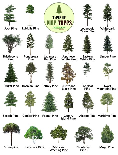 Pine Tree Facts Types Identification Diseases Pictures