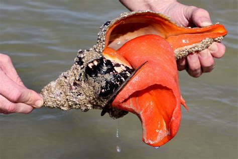 How Long Can A Conch Live Out Of Water Mattie Has Padilla