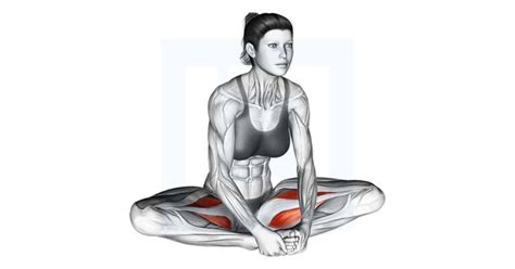 Seated Groin Stretch Guide Benefits And Form