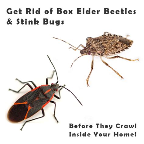 Wildwoods Pest Control Get Rid Of Stink Bugs And Box