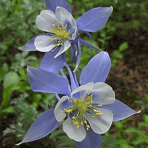 Aquilegia Caerulea Rocky Mountain Columbine Wildflower Seed