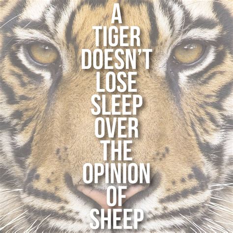 A Tiger Doesnt Lose Sleep Over The Opinion Of Sheep Sleep Quotes