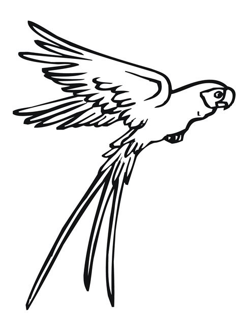 printable parrot coloring pages  kids