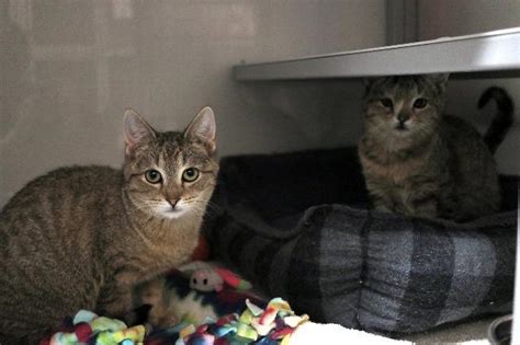 Tws provides a natural sanctuary to wild cats in need and inspires change to end the captive wildlife crisis. Adopt a Cat - Adopt Me! - SAFE Haven for Cats