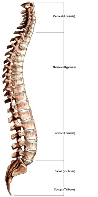 Spinal Anatomy Vertebral Column