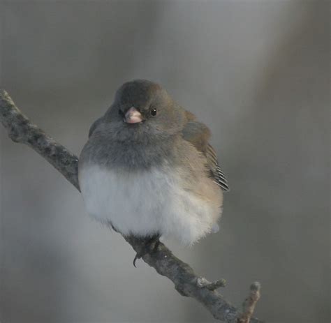 When most people start feeding birds in their backyard, they envision lots of beautiful species quietly sharing the food you have provided. northeast ohio birds - | Ohio birds, Birds, Backyard birds