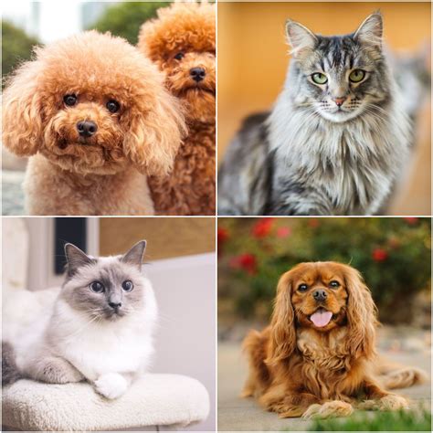 21 Can Dogs Breed With Cats Home