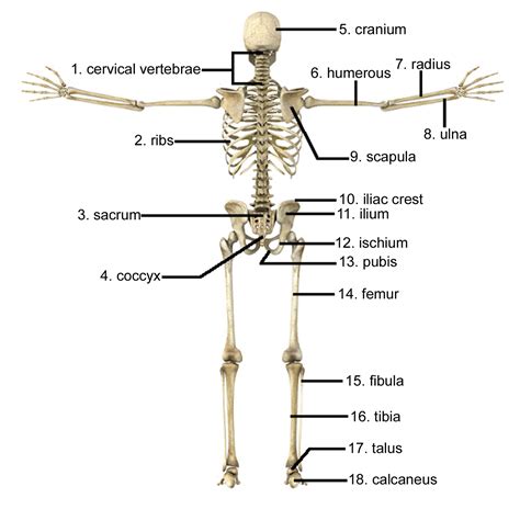 Human Back Bones Skeleton From Rear Showing Backbone And Vertebrae