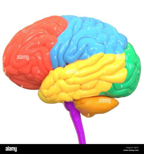 Human Brain Anatomy Stock Photo Alamy